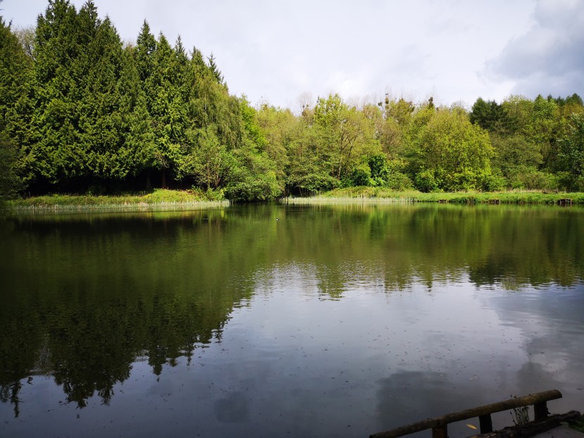 Forest pool at the Clanna